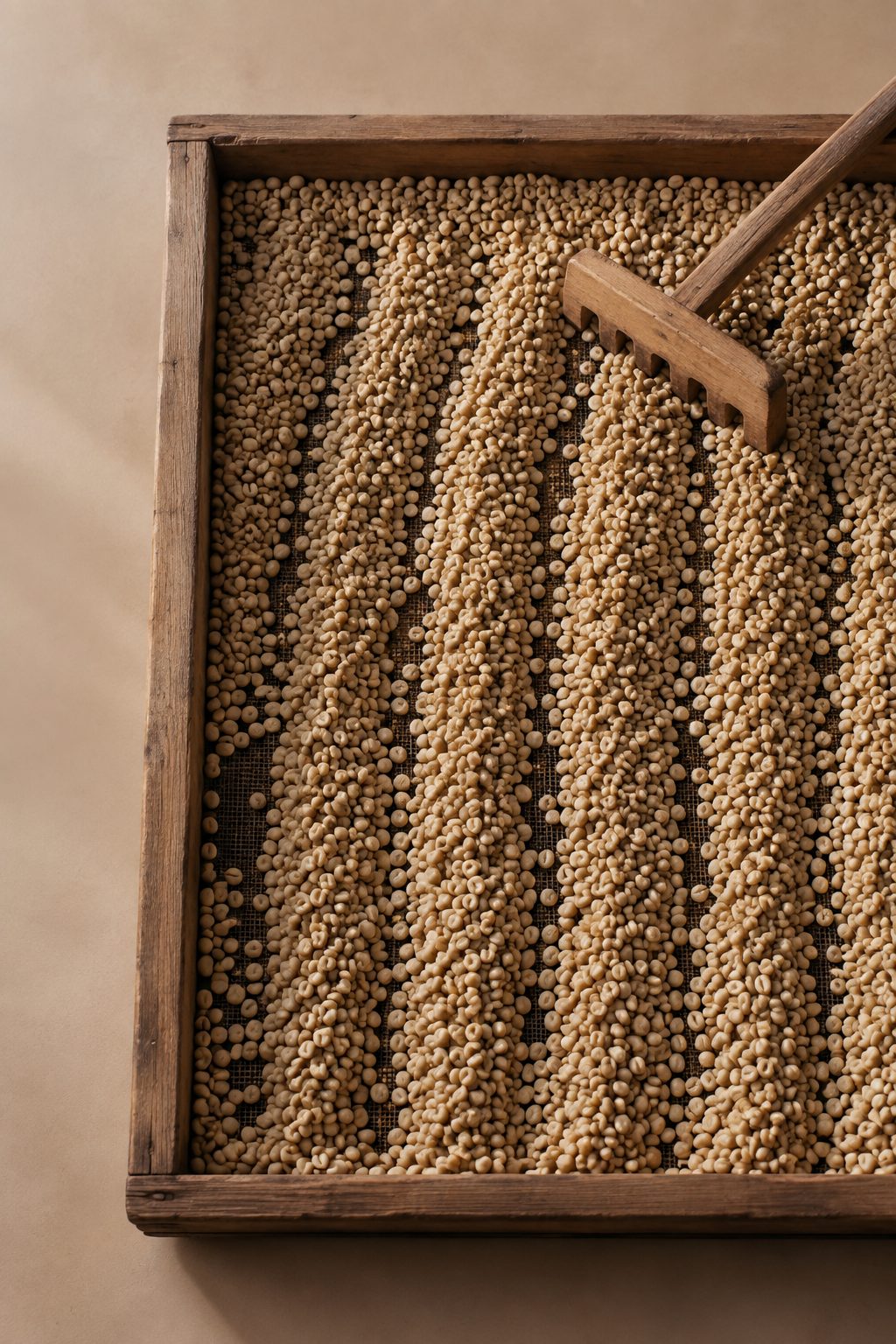 Coffee beans drying on a raised bed, raked into rows